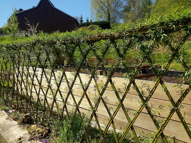 Weidenruten als Rautenzaun geflochten, die Weidenruten sind in der Erde und bekommen Blätter