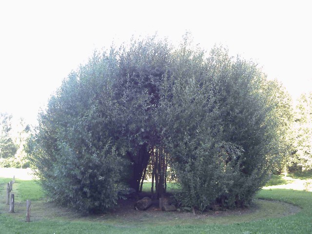 Großes Weideniglu mit sehr vielen Blättern an den Weidenruten, sehr dichtes Blätterkleid