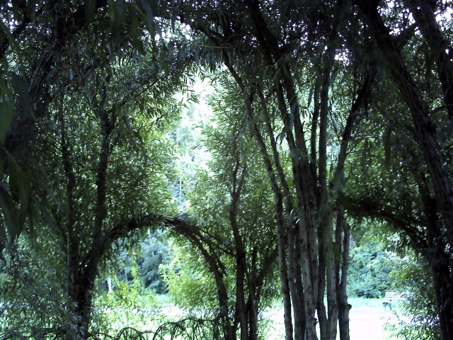 Blick nach oben in einem großen Weidenpalast, zu sehen sind starke Äste und viele Blätter