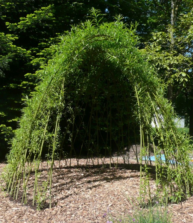 Weideniglu aus Weidenruten, mit Blättern, Sicht zum Eingang des Weideniglus, am Boden Holzhackschnitzel