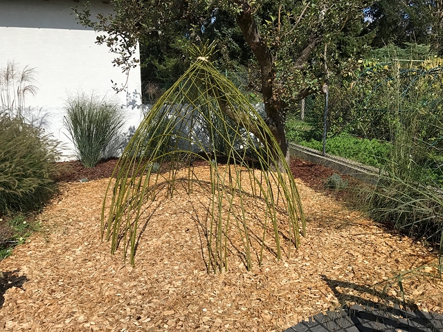 neu angelegtes kleines Weidentipi ohne Blätter, unten am Boden Holzhackschnitzel
