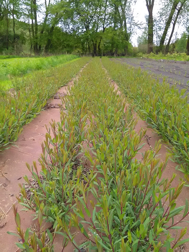 mehrere Reihen von kleinen Weidenruten im Frühjahr, Boden mit Flies abgedeckt
