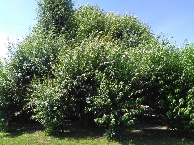 Weidenpalast auf einer Wiese, man kann nicht hineinsehen, so dicht sind die Blätter