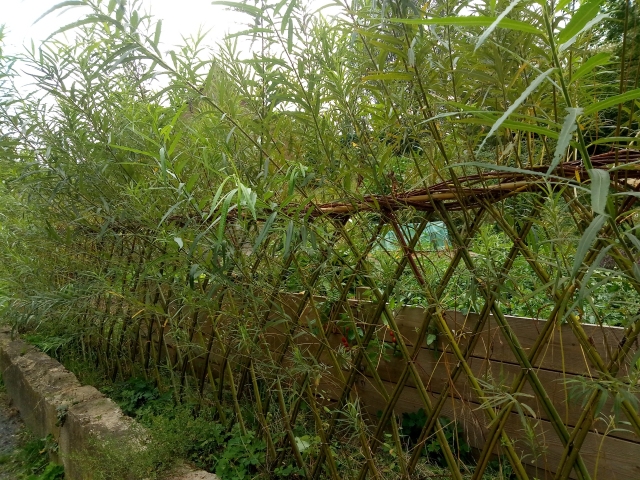Weidenruten als Rautenzaun geflochten, die neuen Triebe an den Weidenruten sind ca. 1,50 m lang