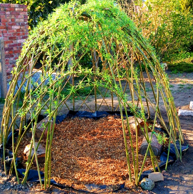 Weideniglu mit ersten Blättern an den Weidenruten, Sicht auf den Eingang, unten Holzhackschnitzel