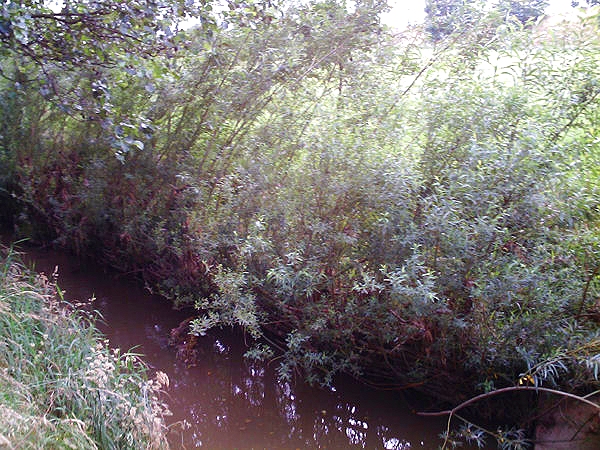 Weiden Flechtwerk an einem stillen Bach