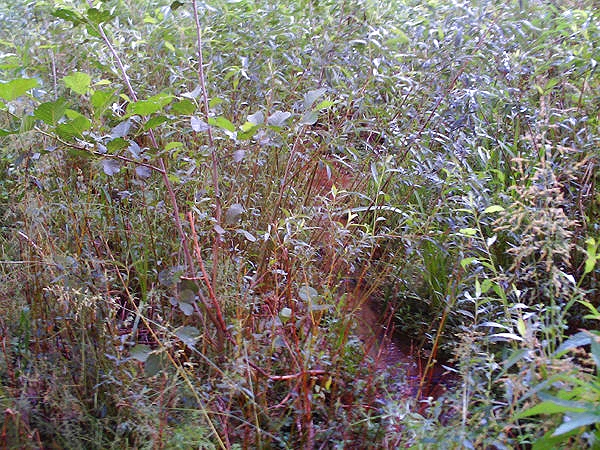 Weidenfaschine in der freien Natur