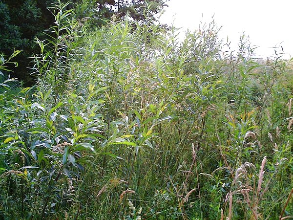 Weidenspreitlage im üppig, schönen Wildwuchs